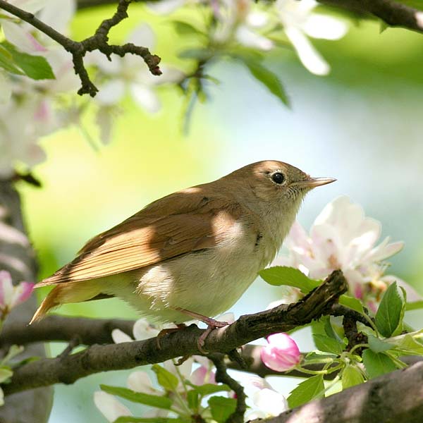 Wildlife at Eden Valley Woodland Burial Ground in Kent