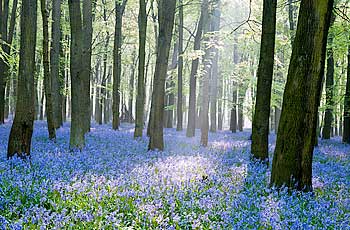 Magical Bluebell woods at Eden Valley Woodland Burial Grounds, Kent