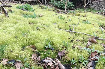 Harmony with Nature in abundance at the beautiful Eden Valley Woodland Burial Grounds , Kent