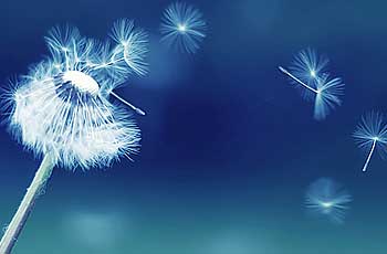 The Natural Death Centre