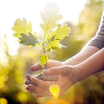Memorial Tree Planting in Kent UK