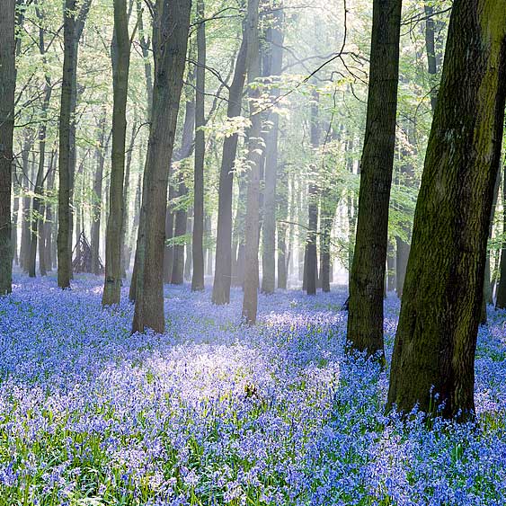 Creating a natural Planting trees and flowers at Eden Valley Woodland Burial Ground in Kent