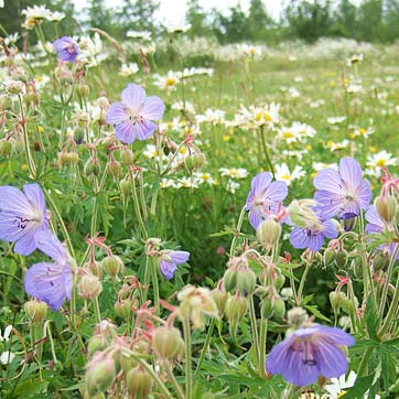 Wildflowers at Eden Valley Woodland Burial Ground in Kent