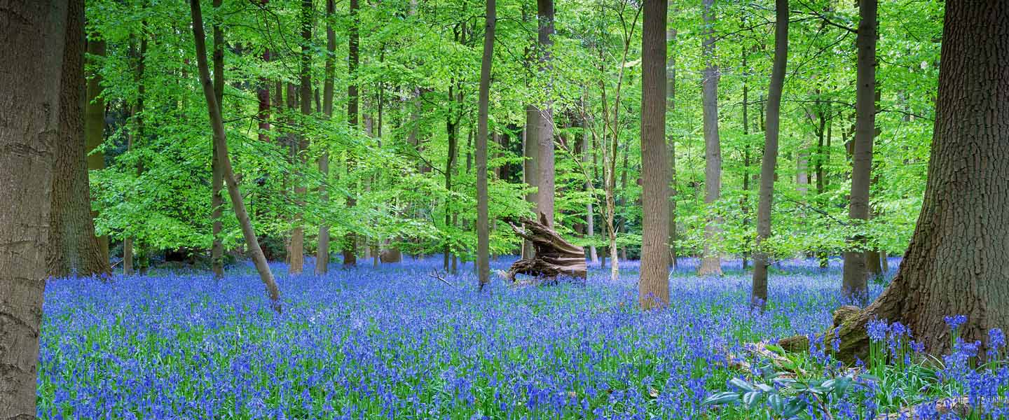 Eden Valley Woodland Burial Ground Edenbridge