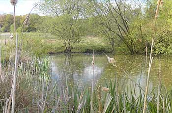 The beautiful Eden Valley Woodland Burial Grounds , Kent