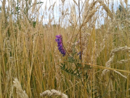 Eden Valley Fields