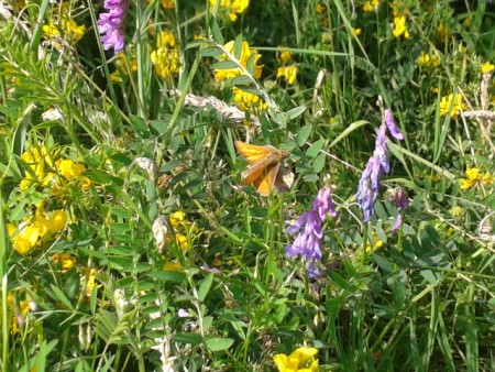 A Skipper visiting the tufted vetch.