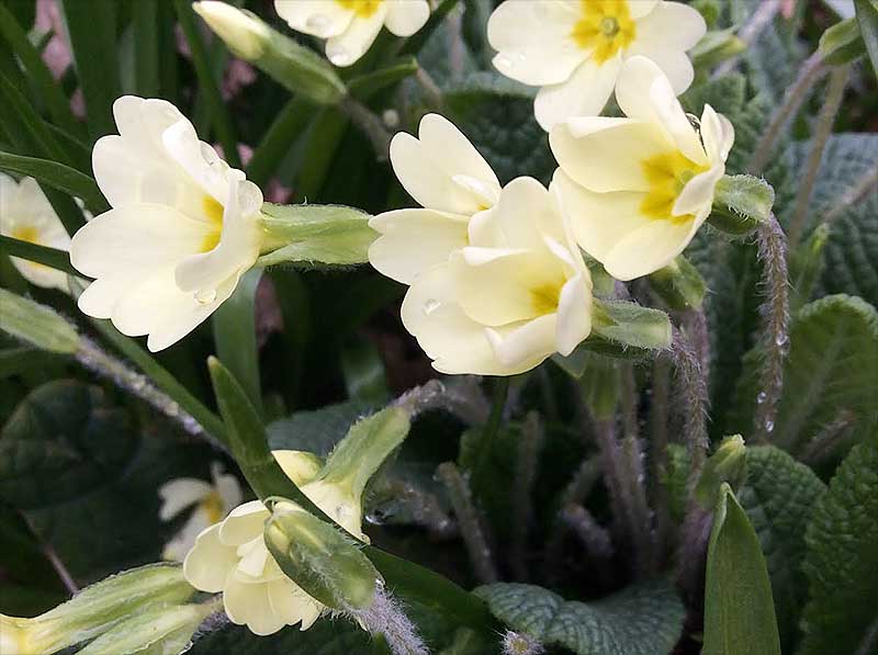 Raindrops on Primroses. Photographed at Eden Valley by 10 year-old Minnie.