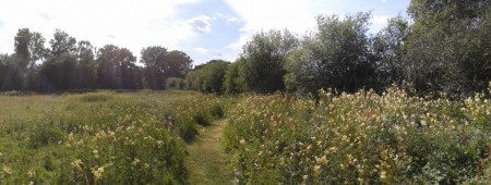 Path through the Meadowsweet heading towards the pond.